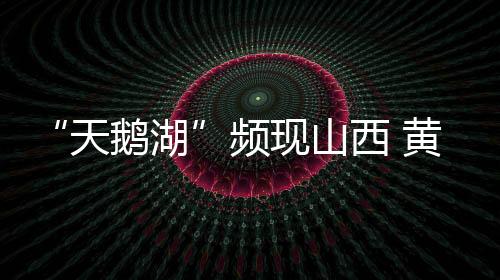 “天鹅湖”频现山西 黄河湿地生态持续向好